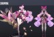 珍宝阁双蛇出装攻略（双蛇出装属性攻略，打造无敌战斗机！）