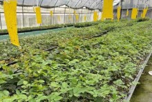 花圃游戏攻略（解锁全新级别，共同打造花海世界）