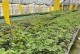 花圃游戏攻略（解锁全新级别，共同打造花海世界）