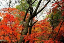 江南百景图枫叶获取攻略（秋意盎然，寻觅江南枫叶的绝佳时刻）